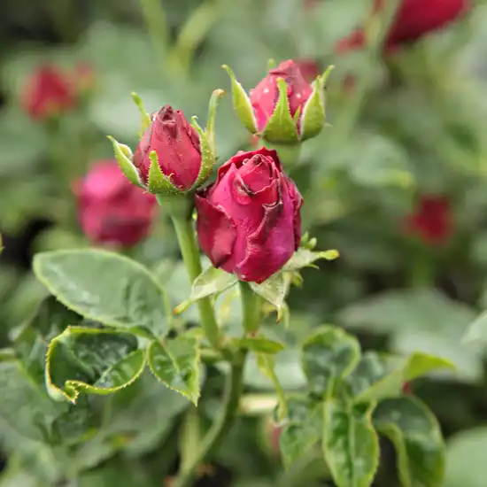 Rosa Souvenir du Docteur Jamain - violet - trandafir perpetual hibrid